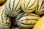Delta Squash Seeds – Reliable Summer Squash for Abundant Harvests - Dharaseeds