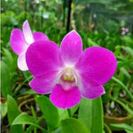 Dendrobium Flower Seeds Lavender for Planting, NON GMO Seeds Dhara Seeds