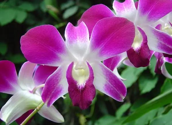 Dendrobium Flower Seeds Lavender for Planting, NON GMO Seeds Dhara Seeds