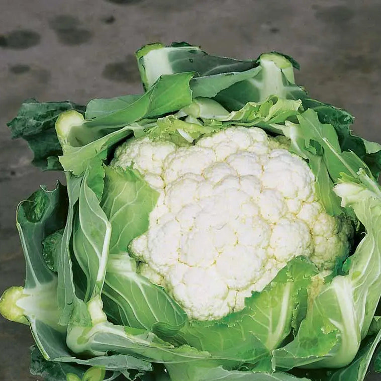 Dense white cauliflower head seeds for cool season growing