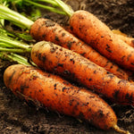Denver Carrot Seeds – Crisp and Uniform Root Vegetables - Dharaseeds