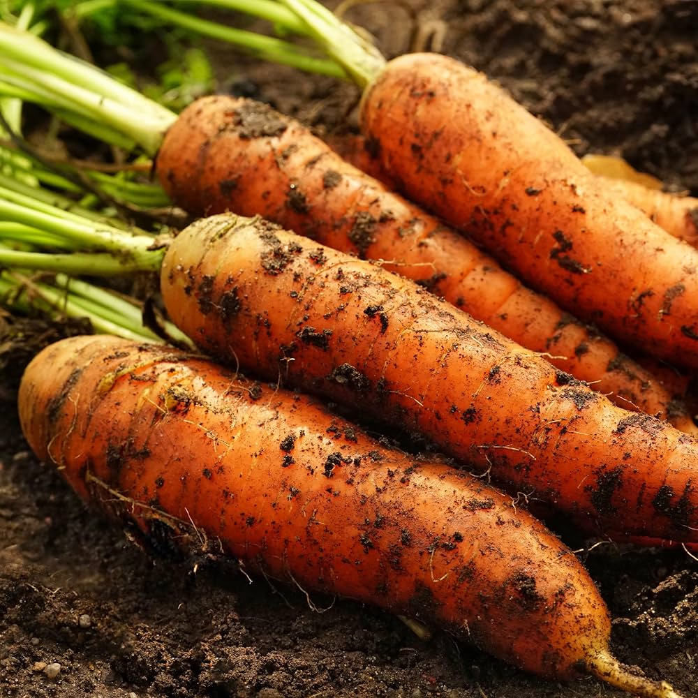 Denver Carrot Seeds – Crisp and Uniform Root Vegetables - Dharaseeds
