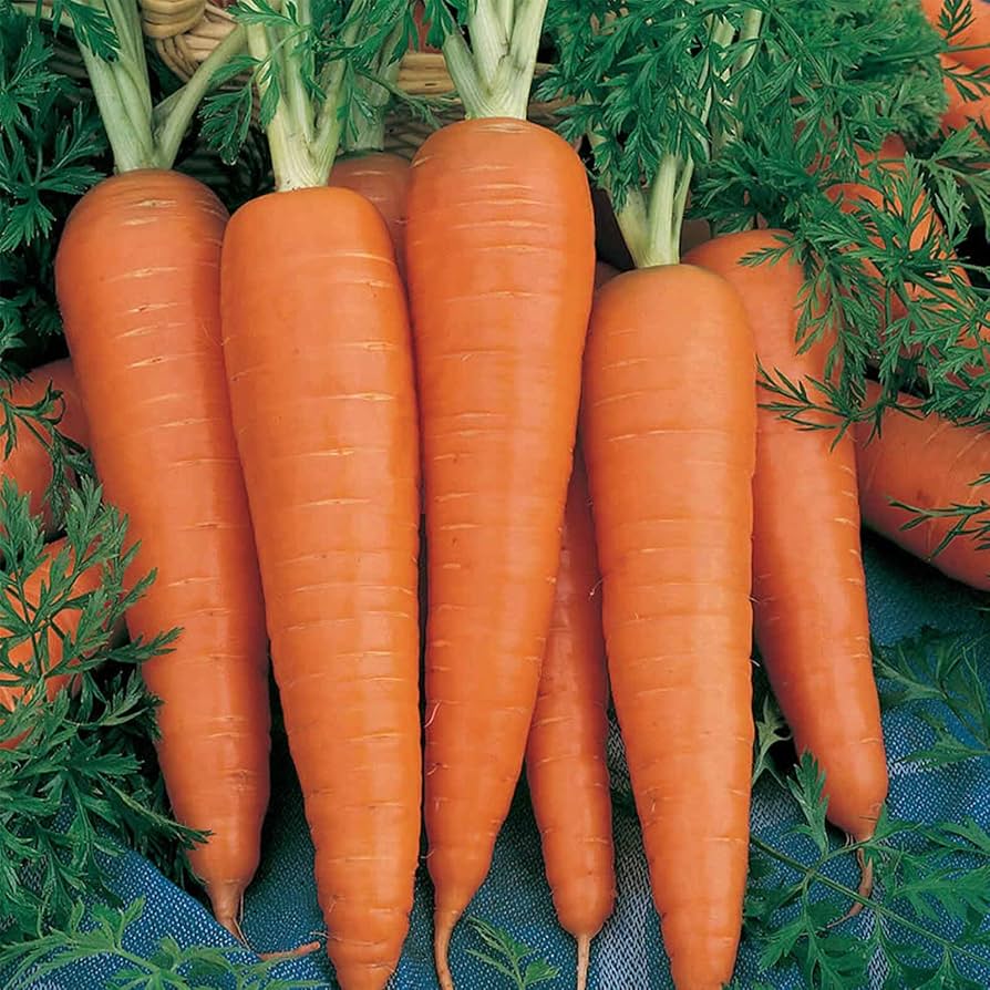 Denver Carrot Seeds – Crisp and Uniform Root Vegetables - Dharaseeds