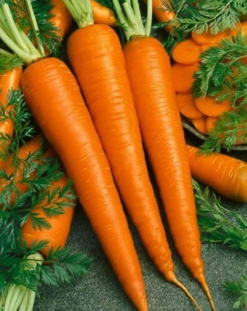 Denver Carrot Seeds – Crisp, Sweet Heirloom Root Vegetables - Dharaseeds