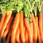 Denver Carrot Seeds – Crisp, Sweet Heirloom Root Vegetables - Dharaseeds