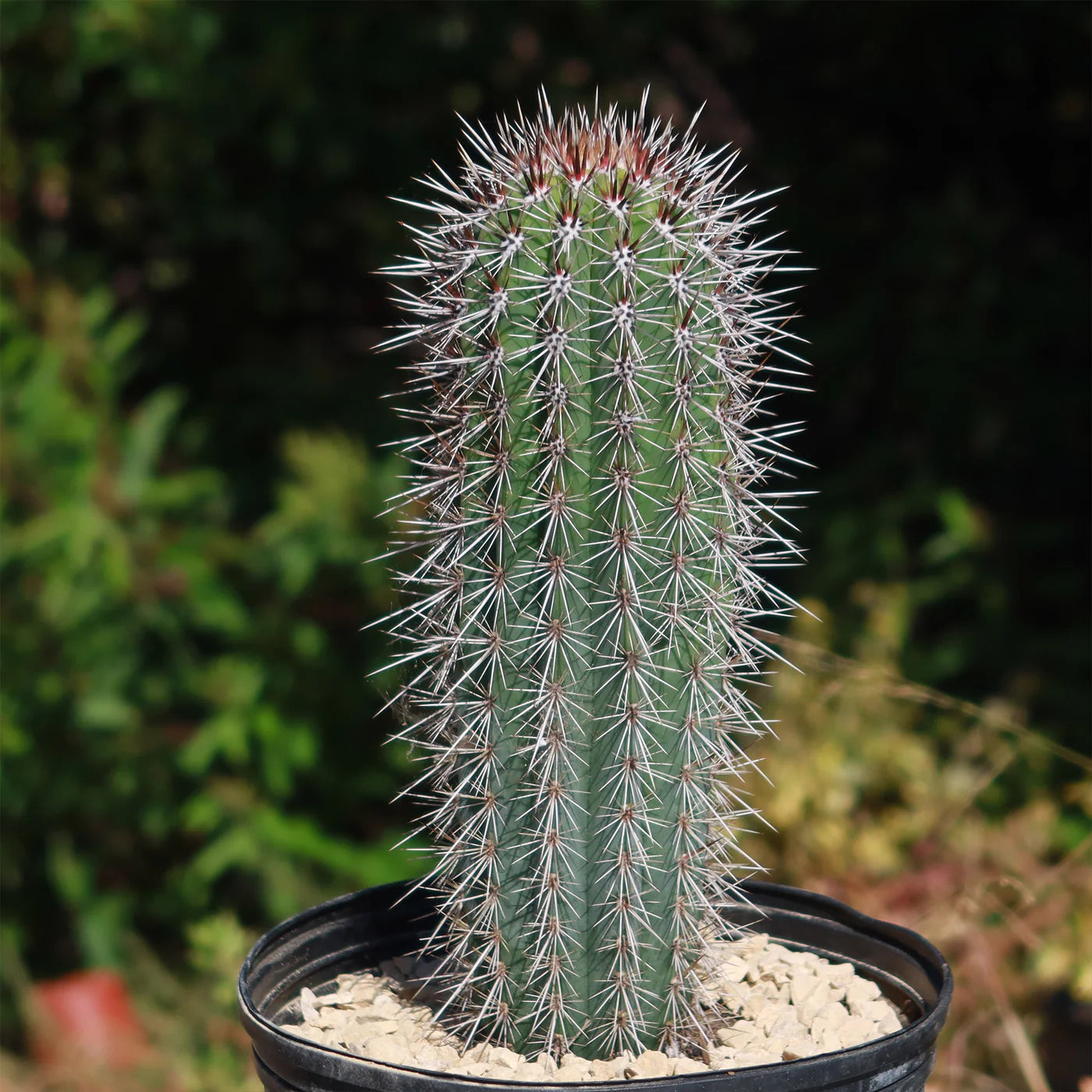 Columnar cactus seeds for low water garden setup