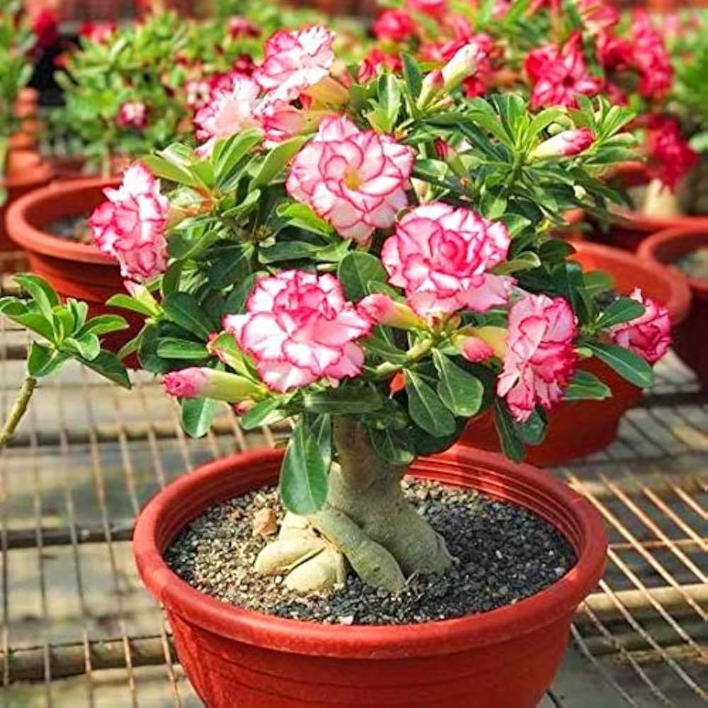 Desert Rose Adenium Obesum Seeds – Exotic Succulent with Showy Blooms - Dharaseeds