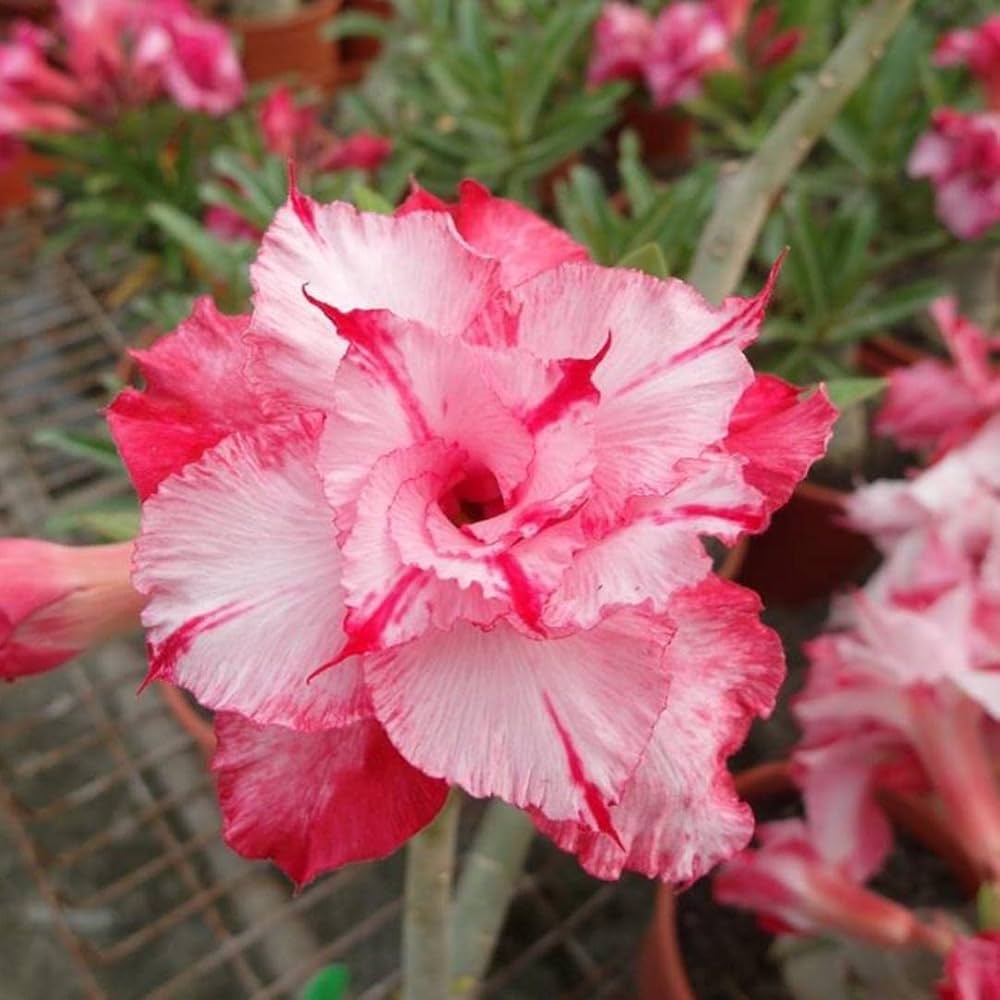 Desert Rose Adenium Obesum Seeds – Exotic Succulent with Showy Blooms - Dharaseeds