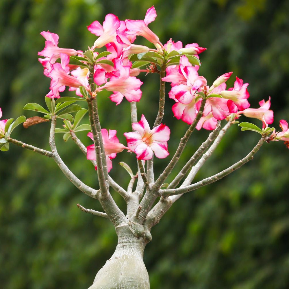 Desert Rose Mix Seeds – Adenium Obesum Rare Fresh Varieties