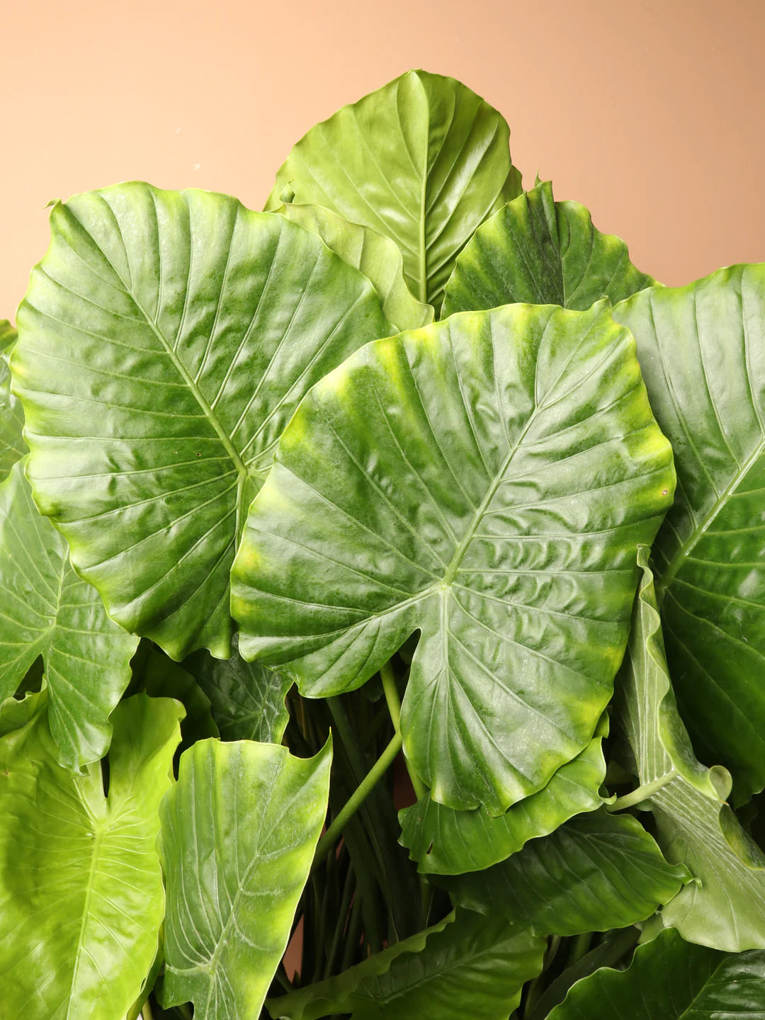 Alocasia Alocasia Macrorrhiza Orange Plant Seeds for Planting – Unique Foliage for Indoor Pots and Tropical Garden Displays
