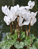 White Cyclamen Flower Seeds for Planting-100 pcs for planting in your garden.