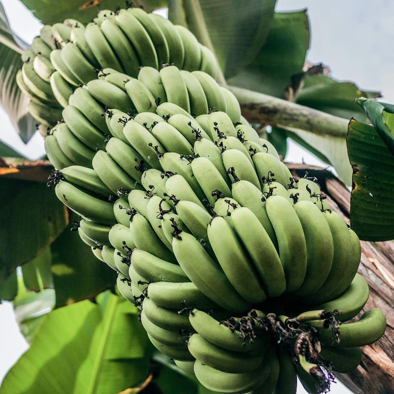 Desert Banana (Ensete ventricosum)