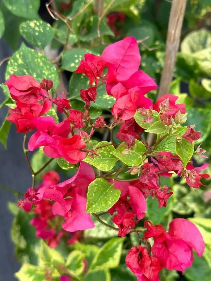 Buganvilla Flower Seeds for Planting - NON GMO Seeds Dhara Seeds
