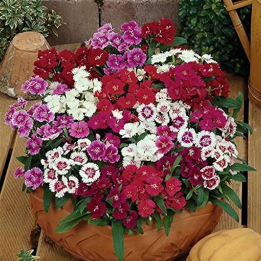 Dianthus Baby Doll Open Pollinated heirloom non-gmo organic garden seeds