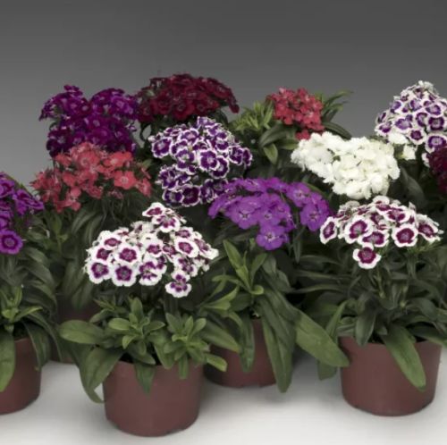 Dianthus Barbarani F1 Imported heirloom non-gmo organic garden seeds