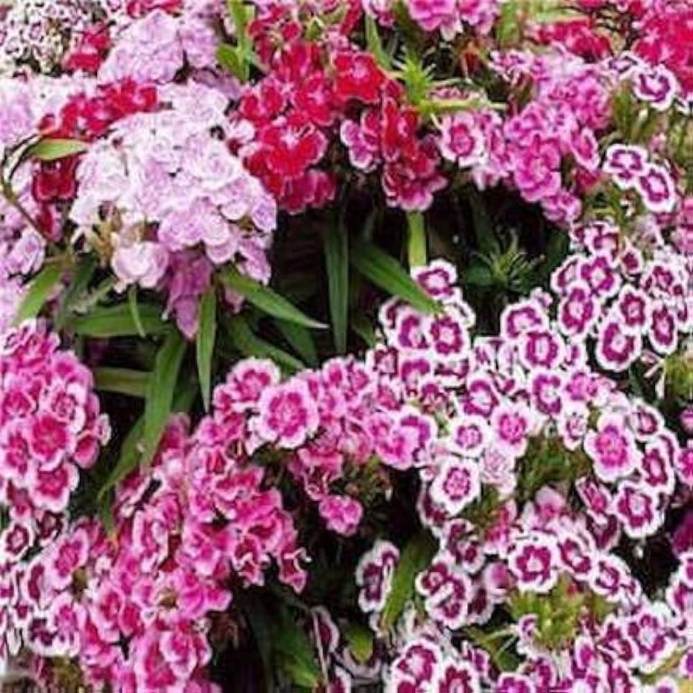 Dianthus Barbatus Sweet William Seeds – Classic Cottage Garden Blooms - Dharaseeds