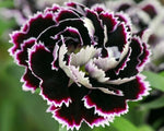 Dianthus Black And White Minstrels Imported heirloom non-gmo organic garden seeds