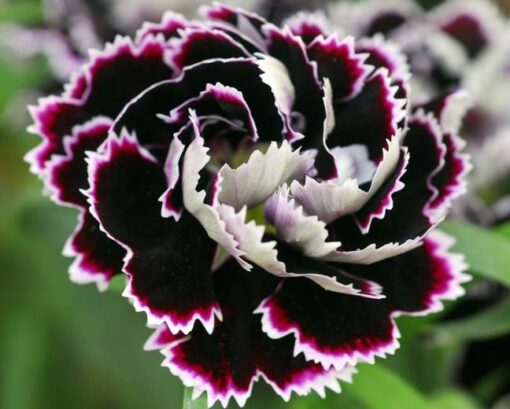 Dianthus Black And White Minstrels Imported heirloom non-gmo organic garden seeds
