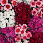 Dianthus Coronet Imported Pelleted heirloom non-gmo organic garden seeds
