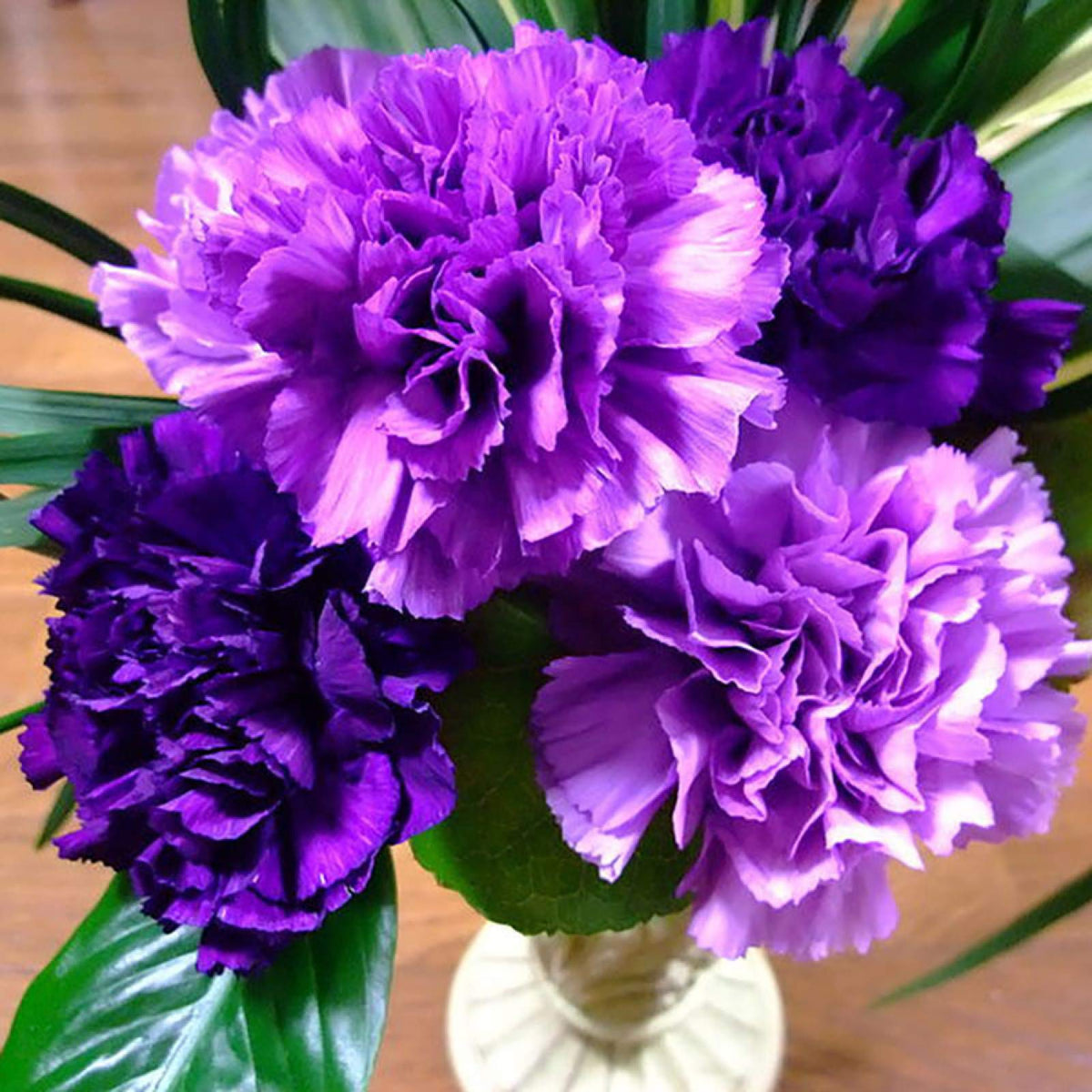 Dianthus Diamond Series purple seeds for annual flower garden blooms - Dharaseeds