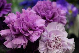 Dianthus Diamond Series purple seeds for annual flower garden blooms - Dharaseeds
