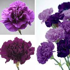 Dianthus Diamond Series purple seeds for annual flower garden blooms - Dharaseeds