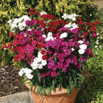 Dianthus Double Imported Pelleted heirloom non-gmo organic garden seeds