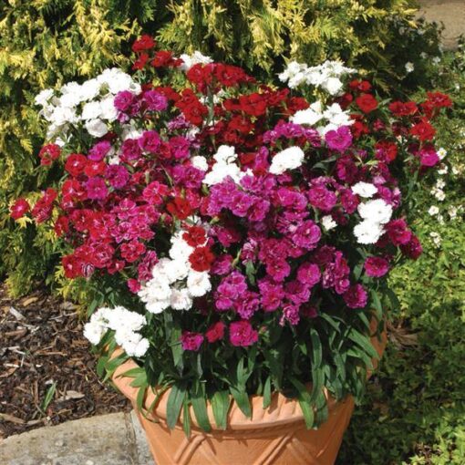 Dianthus Double Imported Pelleted heirloom non-gmo organic garden seeds