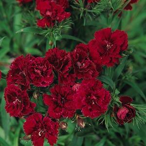 Dianthus Double Red Imported Pelleted heirloom non-gmo organic garden seeds