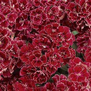 Dianthus Double Rose Lace Imported Pelleted heirloom non-gmo organic garden seeds