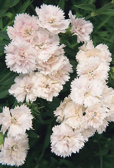 Dianthus Double White Blush Imported Pelleted heirloom non-gmo organic garden seeds