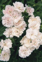 Dianthus Double White Blush Imported Pelleted heirloom non-gmo organic garden seeds
