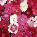Dianthus Ideal Imported heirloom non-gmo organic garden seeds