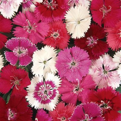 Dianthus Ideal Imported heirloom non-gmo organic garden seeds