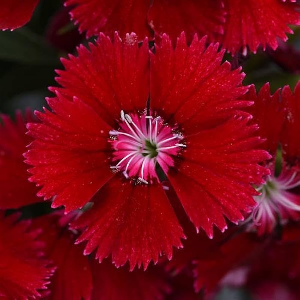 Dianthus Ideal Series violet picotee flower seeds for vibrant garden borders - Dharaseeds
