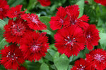 Dianthus Ideal Series violet picotee flower seeds for vibrant garden borders - Dharaseeds