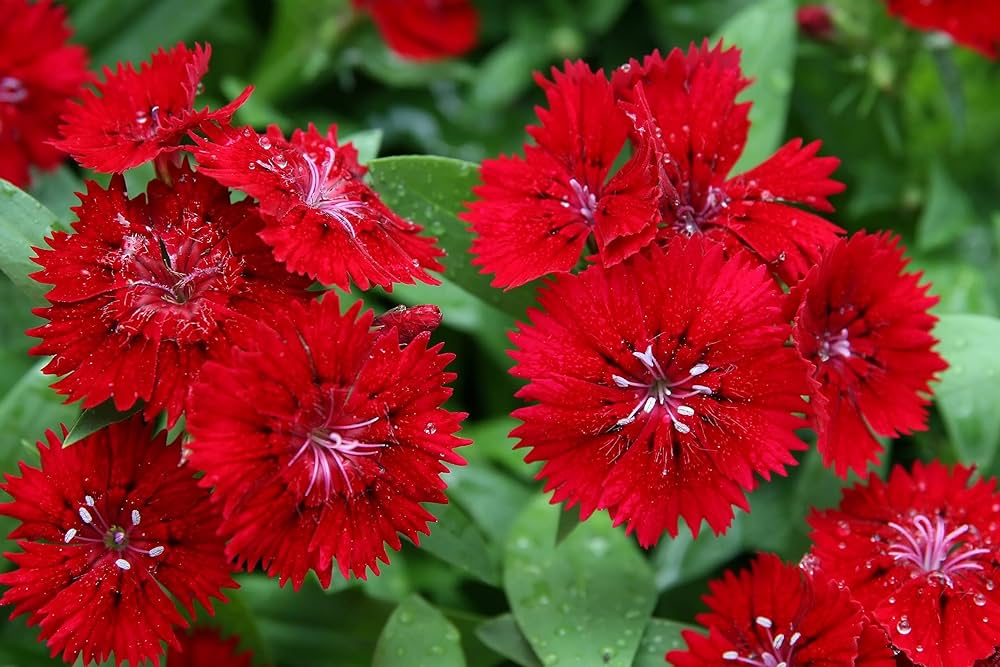 Dianthus Ideal Series violet picotee flower seeds for vibrant garden borders - Dharaseeds