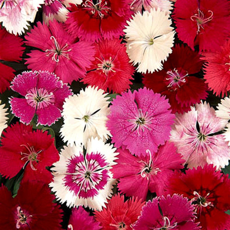 Mix Hybrid Dianthus Seeds