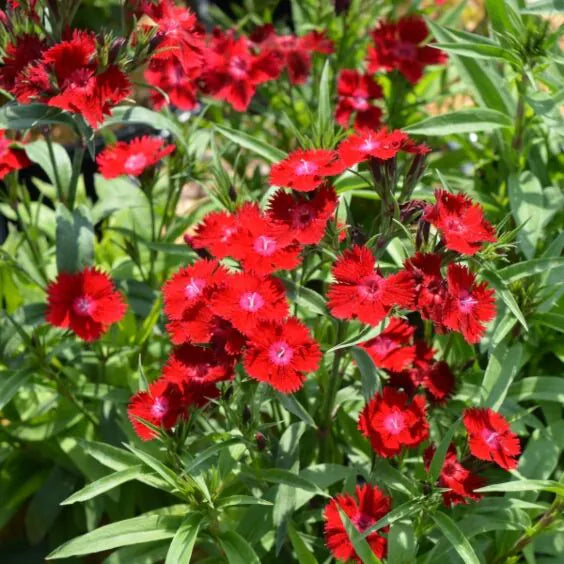 Red Hybrid Dianthus Seeds