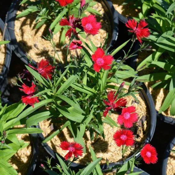 Red Hybrid Dianthus Seeds