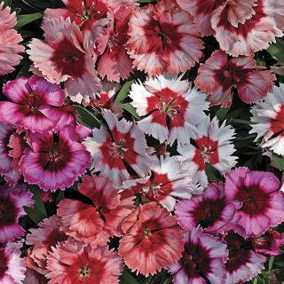 Dianthus Super Parfait Imported Pelleted heirloom non-gmo organic garden seeds