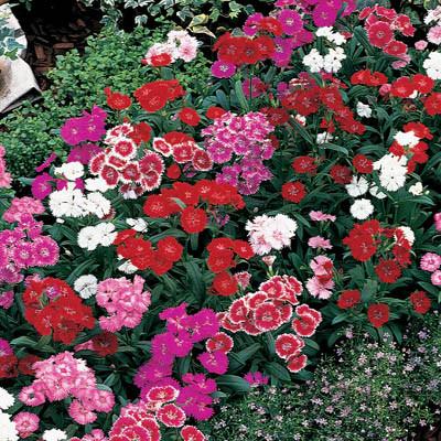 Dianthus Telstar F1 Imported heirloom non-gmo organic garden seeds