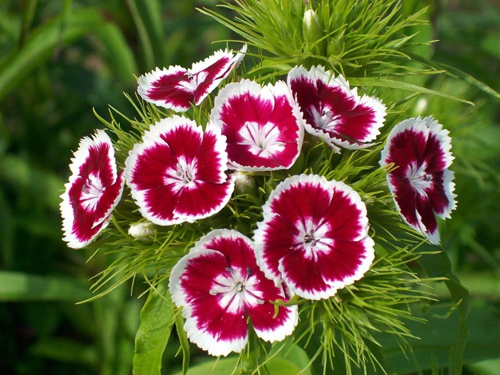 Dianthus Telstar Viola Picotee seeds – colorful annual bloom series - Dharaseeds