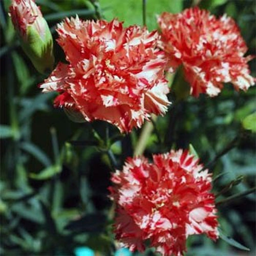 Carnation Chabaud Avranchin Fragrant Bloom Flower Seeds