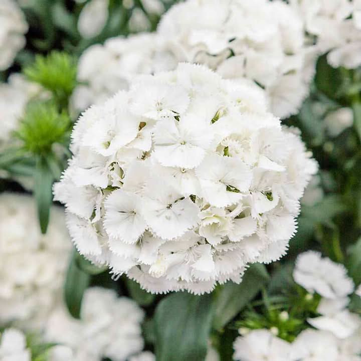 Dianthus Flower Seed for Planting