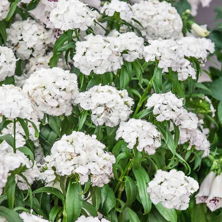 Dianthus Flower Seed for Planting