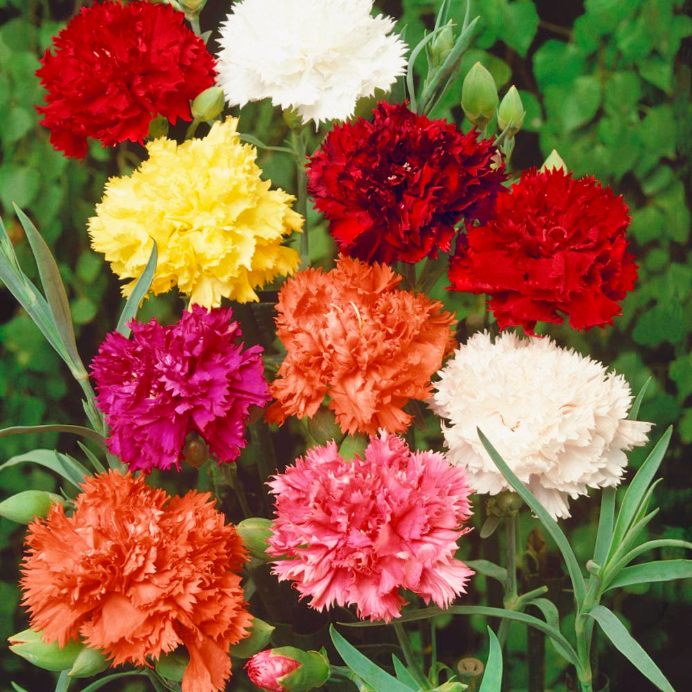 Carnation Chabaud Mix Colorful Bloom Flower Seeds