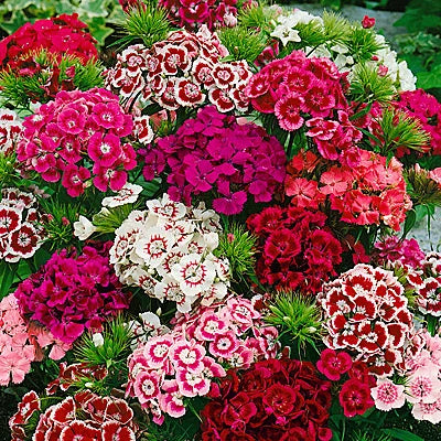 Carpet Mix Dianthus Seeds