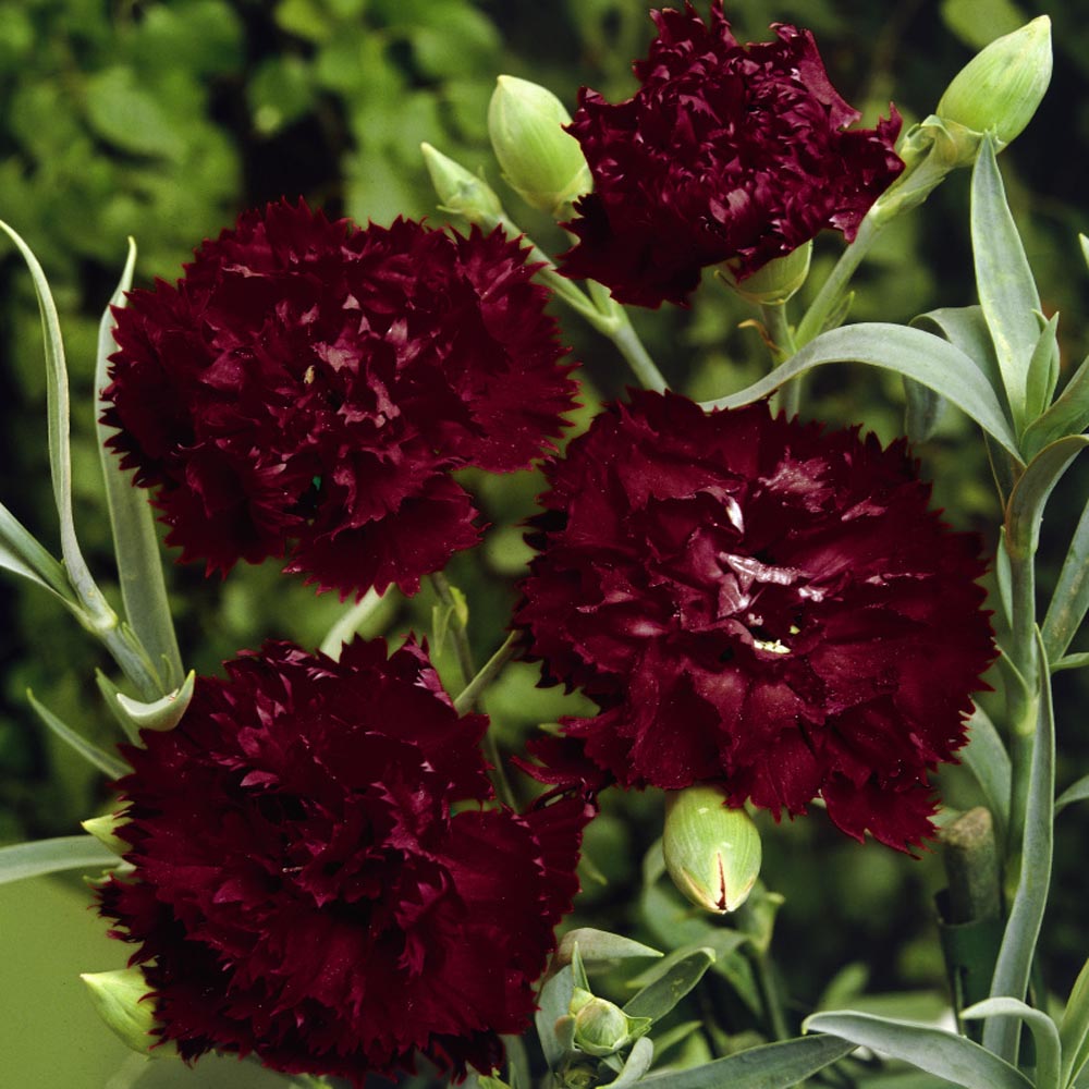 Carnation King of Blacks Deep Red Flower Seeds