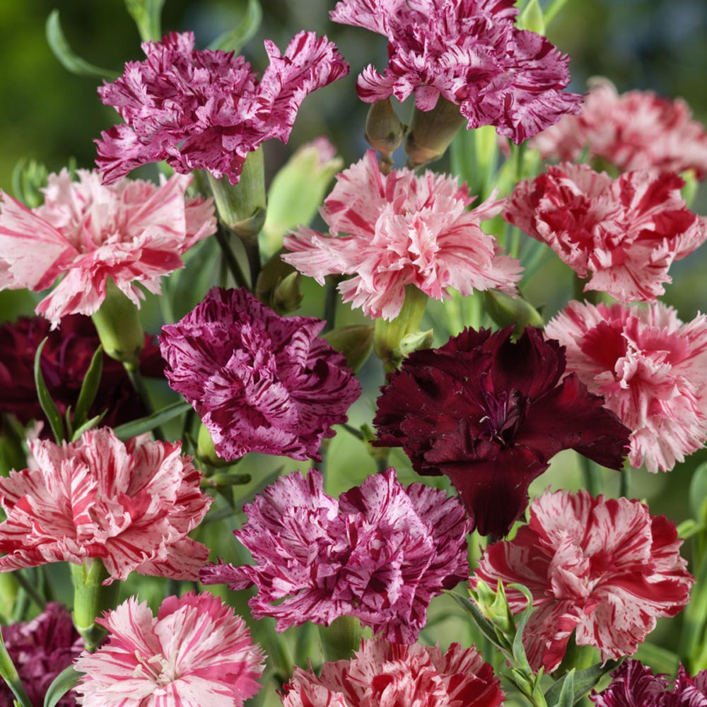 Carnation Chabaud Picotee Mix Unique Petal Flower Seeds